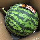 싱싱플러스(주) 이미지