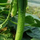 농업회사법인 우성(주) 이미지