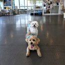 내사랑똥강아지 | 군자애견유치원 똥강아지카페 내돈내산 서울애견카페