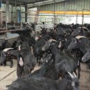 영암흑염소 이미지