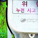 대구신문 [강현국 시인의 디카시 읽기] 박여범 시인 '초록맥박' 이미지