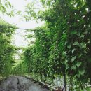 비온후풍경 이미지