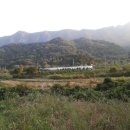 소나무 농장 이미지