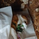 (주) 신아 | 고양이 장례 포포즈 김포점 내가 제일 사랑하는 고양이 신아 잘 가 고맙고 미안해