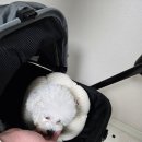 토토펫 | 낫쏘빅 토토 개모차 내돈내산 반려견개모차 유모차 반려견