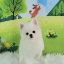 루이펫샵 이미지