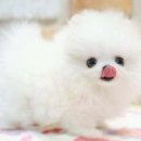 꾸러기 펫 이미지