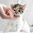 우리집동물병원 이미지