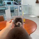 무거동 강아지 미용실 이미지