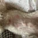 천풍동물병원 이미지