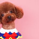 퀸펫살롱 이미지