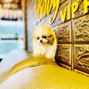 베이비몽 강아지분양 인천청라점 이미지