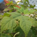 발리모텔 이미지