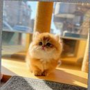 캣스토리 고양이분양 일산본점 이미지