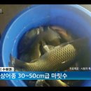 청춘물고기 이미지