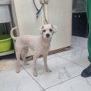 운남동로3번길 | 인천 중구 푸들, 인천 푸들, 용유어보에서 발견된 미용된…천사견! 사람을 너무 좋아하는 아이의 기적을...