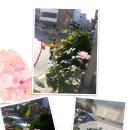 새순약국 이미지