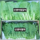 알타리.오이.버섯.열무,얼갈이.스낵오이.호박잎.케일 주문 받습니다. 이미지