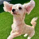 놀러오개 이미지