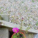 로그캐빈다래 이미지