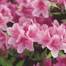 삼마네개냥이 이미지