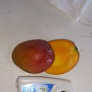 문영식 농장 이미지