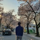 금대초등학교 | 제천 청풍 벚꽃 만개~ 4월 충북 단양 벚꽃 명소 여행지 추천 🌸 청풍벚꽃축제