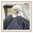 크림푸들 가족이야기 이미지