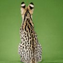 파트라슈 이미지