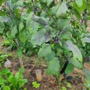 원소농장 이미지