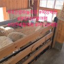 평새말목장2 | [평창 나들이] 평창 대관령하늘목장 방문기｜풍경·산책·아이 체험까지