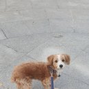 개털깍는 사랑이네 네이버블로그