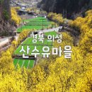 사곡2리 | 2026 의성 산수유마을 꽃맞이행사 일정 주차 교통 총정리