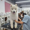 부산애견대학 네이버블로그