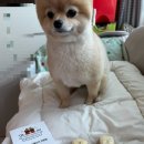 여시까까 | 강아지수제간식 추천 여시까까 오리앤고구마 애견간식 후기