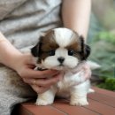 강아지고양이 미유펫 청주점 이미지