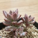 오주농장 이미지