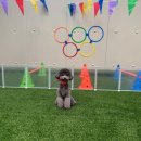 애견호텔 개인 이미지