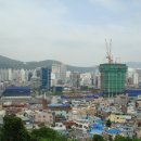 황령산 편백단지 Daum카페