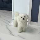 노블레스팬션 | 경주 애견동반 펜션 노블리스펜션 넓은 마당이 있는 감포 애견펜션