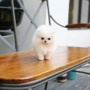 화이트 독 이미지