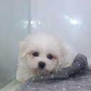 대새메디칼 네이버블로그