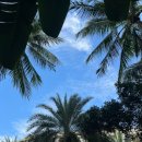 인터칸 | [푸꾸옥]태교여행 3일차 : 풀만 망고빙수 / 즈엉동야시장 / 톰하우스