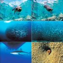 세계 유명 수쿠바 다이빙 여행 12선 이미지