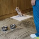 나눔동물병원 이미지