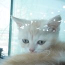 부산고양이 분양 도로시펫 네이버블로그