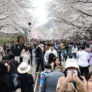 진해 경화역 벚꽃 구경 인파-2023년 3월 25일 이미지