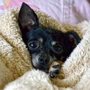 계절엔 동물의료센터 이미지