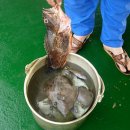 바지선 선상낚시 이미지