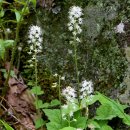 단풍매화헐떡이풀 [하트잎 거품꽃, heartleaf foamflower (Tiarella cordifolia)] 이미지